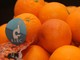 A Saluzzo raccolti 1.300 euro per la ricerca sul cancro con le arance dell'Airc