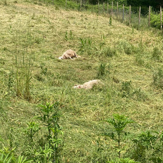 Venticinque pecore di razza sambucana uccise dai lupi a Mondovì