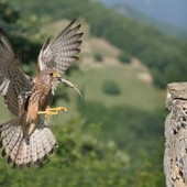 Dronero ospita il BioBlitz: cittadini protagonisti dell’inventario biologico Dronero ospita il BioBlitz: cittadini protagonisti dell’inventario biologico