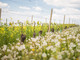 The Green Experience: cresce l'adesione all'iniziativa di Coldiretti Cuneo per la viticoltura sostenibile