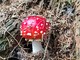 Un esemplare di Amanita Muscaria, non commestibile Un esemplare di Amanita Muscaria, non commestibile
