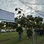 Actinidia in Piemonte: ricerca e sperimentazione per affrontare moria e batteriosi