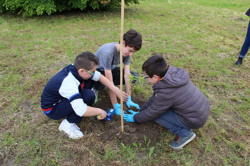 Alba celebra la Giornata nazionale degli alberi con le scuole