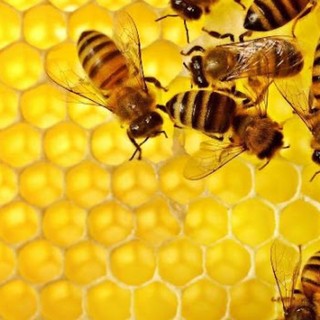 Coldiretti e la giornata delle api: &quot;La 'bee economy' cresce in qualità, difendiamola dall'import selvaggio&quot;