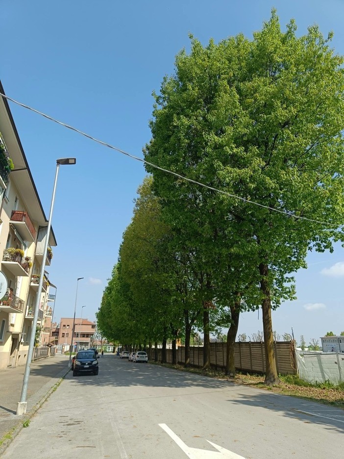 Saluzzo, l'alberata di via Fiume Saluzzo, l'alberata di via Fiume