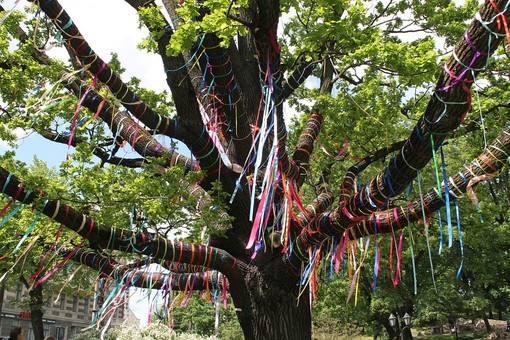 Festa dell'Albero a Bra: saranno piantati nuovi alberi in 20 scuole della città