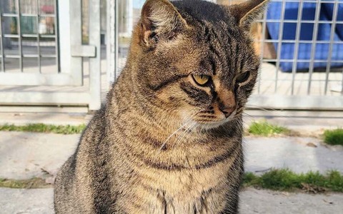 Alba, appello dal gattile: Polpetta cerca una casa che la accolga