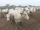 Allevatore nei guai per bovini trattati con anabolizzanti