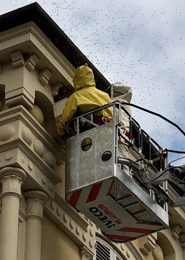 Cuneo, allarme api: vigili del fuoco e apicoltori in azione