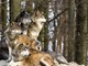 Un branco di 7 lupi avvistato in frazione Ghisola, a due chilometri dal concentrico di Paesana