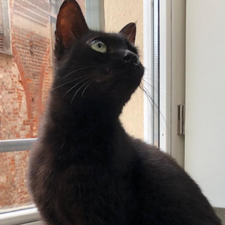 La gatta Baby, scomparsa a Savigliano, ritrovata a Saluzzo nell'alto centro storico