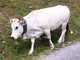 Bovini, Coldiretti Cuneo: da latte a carne, allevatori sotto pressione