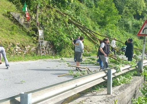 Forte vento ieri in valle Bronda: grosso arbusto cade sulla provinciale tra Pagno e Brondello