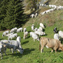 Razza Piemontese, Coldiretti Cuneo: rivisto il sistema "Classyfarm" rispetto alle necessità del settore Razza Piemontese, Coldiretti Cuneo: rivisto il sistema "Classyfarm" rispetto alle necessità del settore