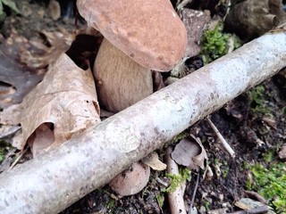 Boletaceae boletus aestivalis, fungo commestibile Boletaceae boletus aestivalis, fungo commestibile