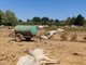 Bra e Moretta: l'antidoto dell'Istituto Zooprofilattico salva oltre 10 bovini dall'intossicazione di acido cianidrico