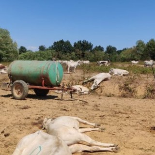Bra e Moretta: l'antidoto dell'Istituto Zooprofilattico salva oltre 10 bovini dall'intossicazione di acido cianidrico
