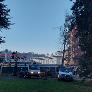 Saluzzo, operazione di abbattimento delle betulle in via Torino