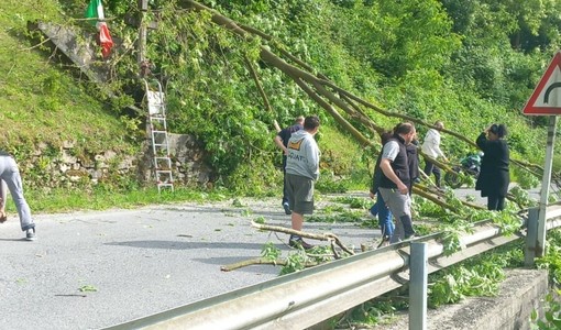 Forte vento ieri in valle Bronda: grosso arbusto cade sulla provinciale tra Pagno e Brondello