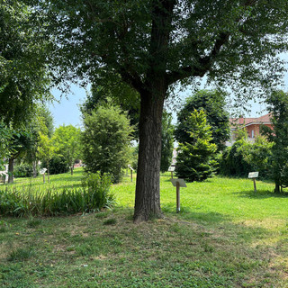 A Cherasco "Un bosco per la città": festa popolare presso il boschetto di via Galimberti e Matteotti