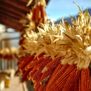 Nasce l’“Anello del Gusto”: passeggiate, sapori e incontri per scoprire la valle Maira in ogni stagione Nasce l’“Anello del Gusto”: passeggiate, sapori e incontri per scoprire la valle Maira in ogni stagione