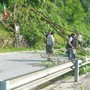 Forte vento ieri in valle Bronda: grosso arbusto cade sulla provinciale tra Pagno e Brondello Forte vento ieri in valle Bronda: grosso arbusto cade sulla provinciale tra Pagno e Brondello