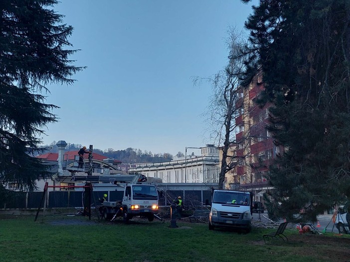 Saluzzo, operazione di abbattimento delle betulle in via Torino