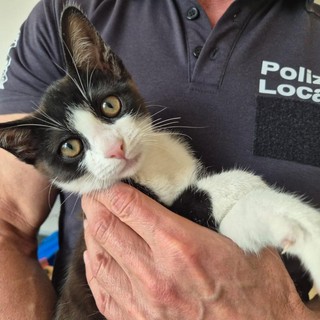 Boves, gattino col bacino rotto  curato dagli agenti della Polizia Locale.  Ora si cerca un’adozione