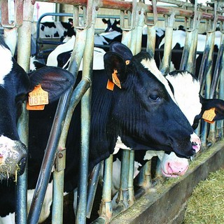 Crisi del latte, Confagricoltura: “Servono azioni concrete condivise da tutta la filiera” Crisi del latte, Confagricoltura: “Servono azioni concrete condivise da tutta la filiera”
