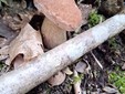 Boletaceae boletus aestivalis, fungo commestibile Boletaceae boletus aestivalis, fungo commestibile