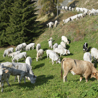 Razza Piemontese, Coldiretti Cuneo: rivisto il sistema "Classyfarm" rispetto alle necessità del settore Razza Piemontese, Coldiretti Cuneo: rivisto il sistema "Classyfarm" rispetto alle necessità del settore
