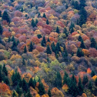 Bosco d'autunno in Valle Pesio - foto di P. Bolla Bosco d'autunno in Valle Pesio - foto di P. Bolla
