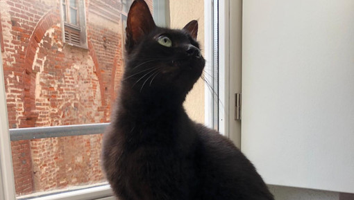 La gatta Baby, scomparsa a Savigliano, ritrovata a Saluzzo nell'alto centro storico La gatta Baby, scomparsa a Savigliano, ritrovata a Saluzzo nell'alto centro storico