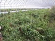 Una serra con i peperoni ormai a fine raccolta