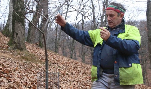 Castagna Cuneo IGP, Marco Bellone eletto presidente del Consorzio: "Scommettiamo sulla qualità e sulla gestione attiva dei castagneti"