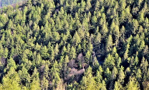 Un miliardo di alberi e 21 categorie forestali: i boschi del Piemonte raccontati in numeri e curiosità