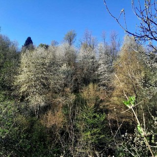 (Foto: pagina fb langa silvatica)