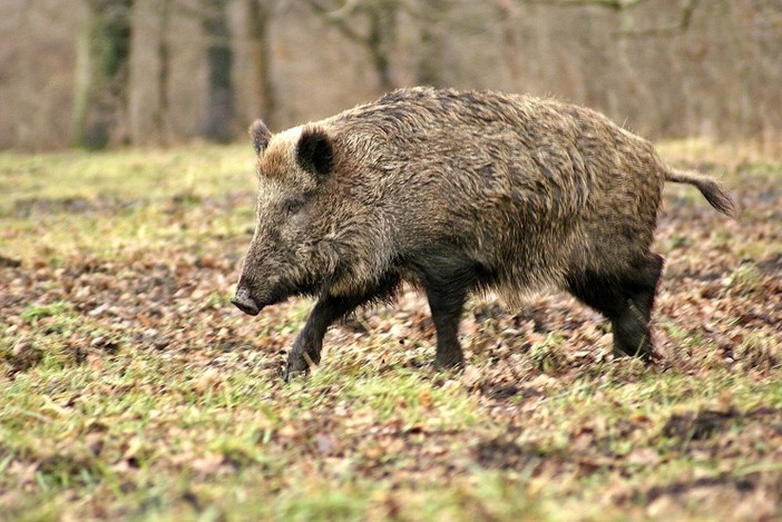 Dopo Cravanzana, due casi (i primi) a Pezzolo Valle Uzzone: la peste suina africana si diffonde in alta Langa