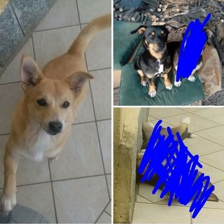 Polpetta e Zorro, due teneri meticci cercano urgentemente casa