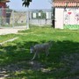 Deiezioni canine e mozziconi, Alba prepara nuove campagne per il decoro urbano Deiezioni canine e mozziconi, Alba prepara nuove campagne per il decoro urbano