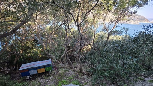 Le arnie sull'isola di Bergeggi