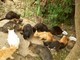 Vicoforte comune capofila per la realizzazione di un progetto per il controllo della popolazione felina Vicoforte comune capofila per la realizzazione di un progetto per il controllo della popolazione felina