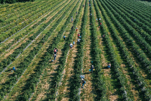 “Piovono mirtilli” torna a Madonna dell’Olmo: raccolta solidale per sostenere l’agricoltura in Mozambico “Piovono mirtilli” torna a Madonna dell’Olmo: raccolta solidale per sostenere l’agricoltura in Mozambico