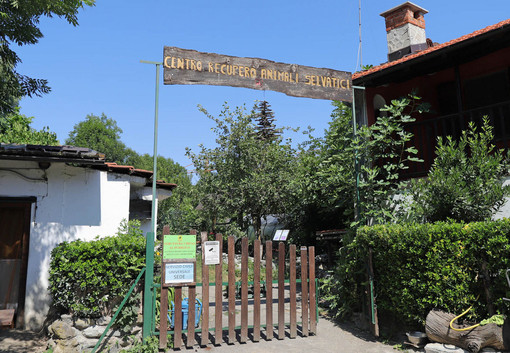 Il Fai celebra la biodiversità: due eventi speciali in Granda tra castagni storici e cura della fauna selvatica Il Fai celebra la biodiversità: due eventi speciali in Granda tra castagni storici e cura della fauna selvatica