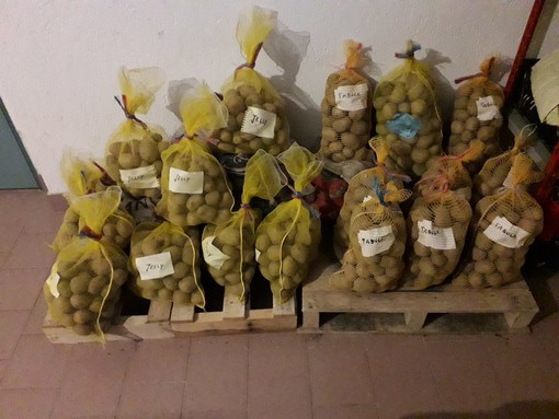 Prende il via il progetto “Tru-forma”: a Casteldelfino si torna a coltivare la patata di montagna