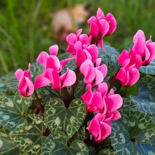 La leggenda del ciclamino, il fiore che colora autunno e inverno