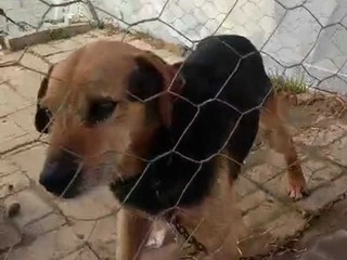 Uno dei due cani nel Comune di Manta