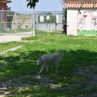 Deiezioni canine e mozziconi, Alba prepara nuove campagne per il decoro urbano