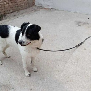 Il cane cucciolo nei pressi di Borgo San Dalmazzo che cerca casa