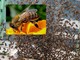 Il grande funerale delle api, l'entomologo Moreno Dutto: &quot;Se le perdiamo, non possiamo costruirle in laboratorio&quot;